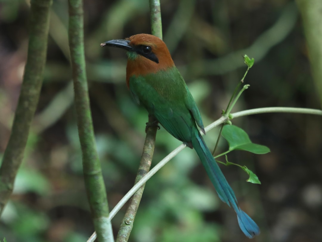 Rana Roja de Bastimentos