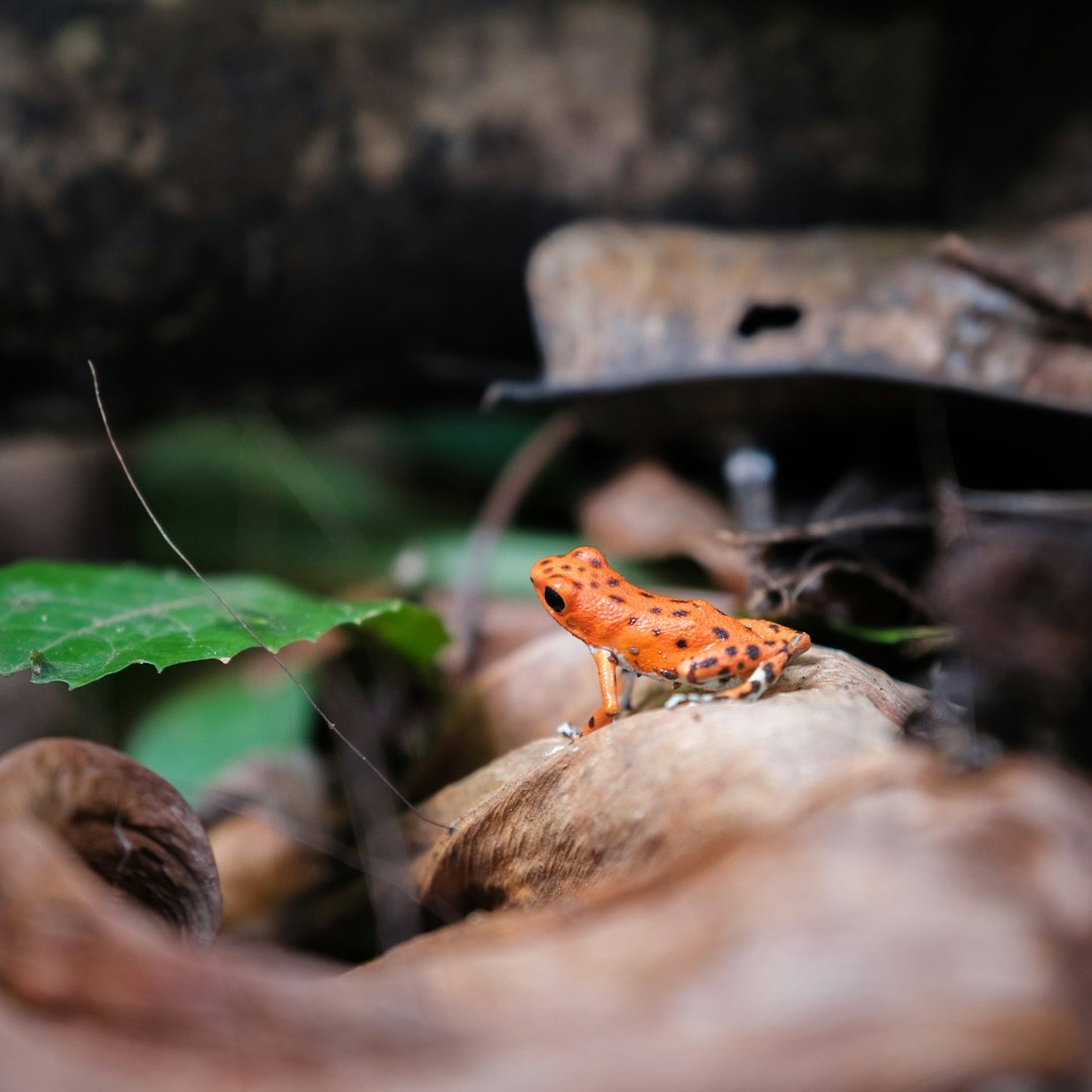 Biodiversidad en El Valle